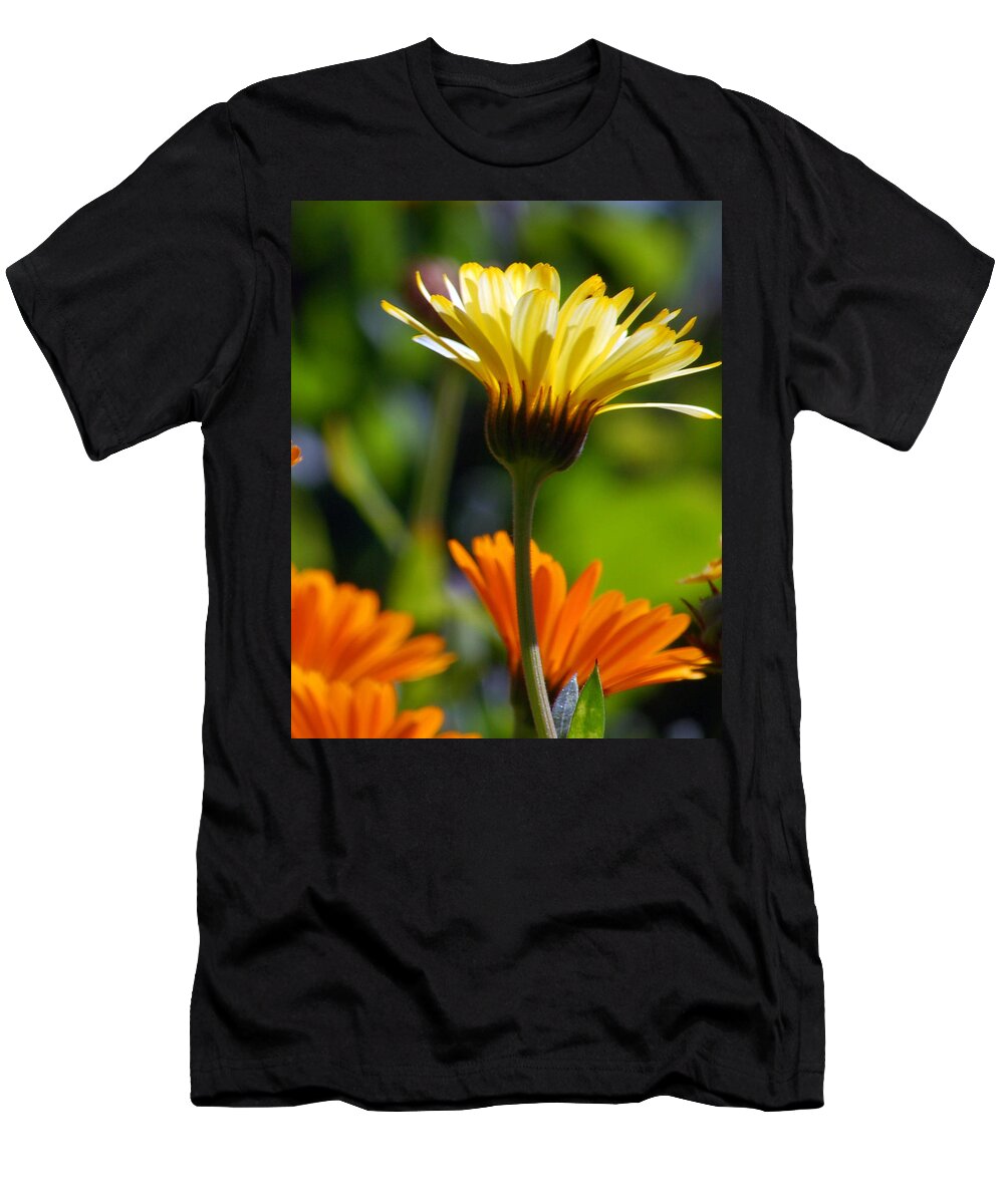 Daisy T-Shirt featuring the photograph Yellow Daisy by Amy Fose