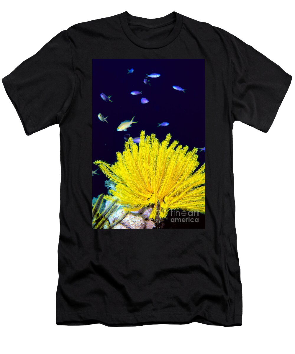 C1943 T-Shirt featuring the photograph Yellow Feather Star by Ed Robinson - Printscapes