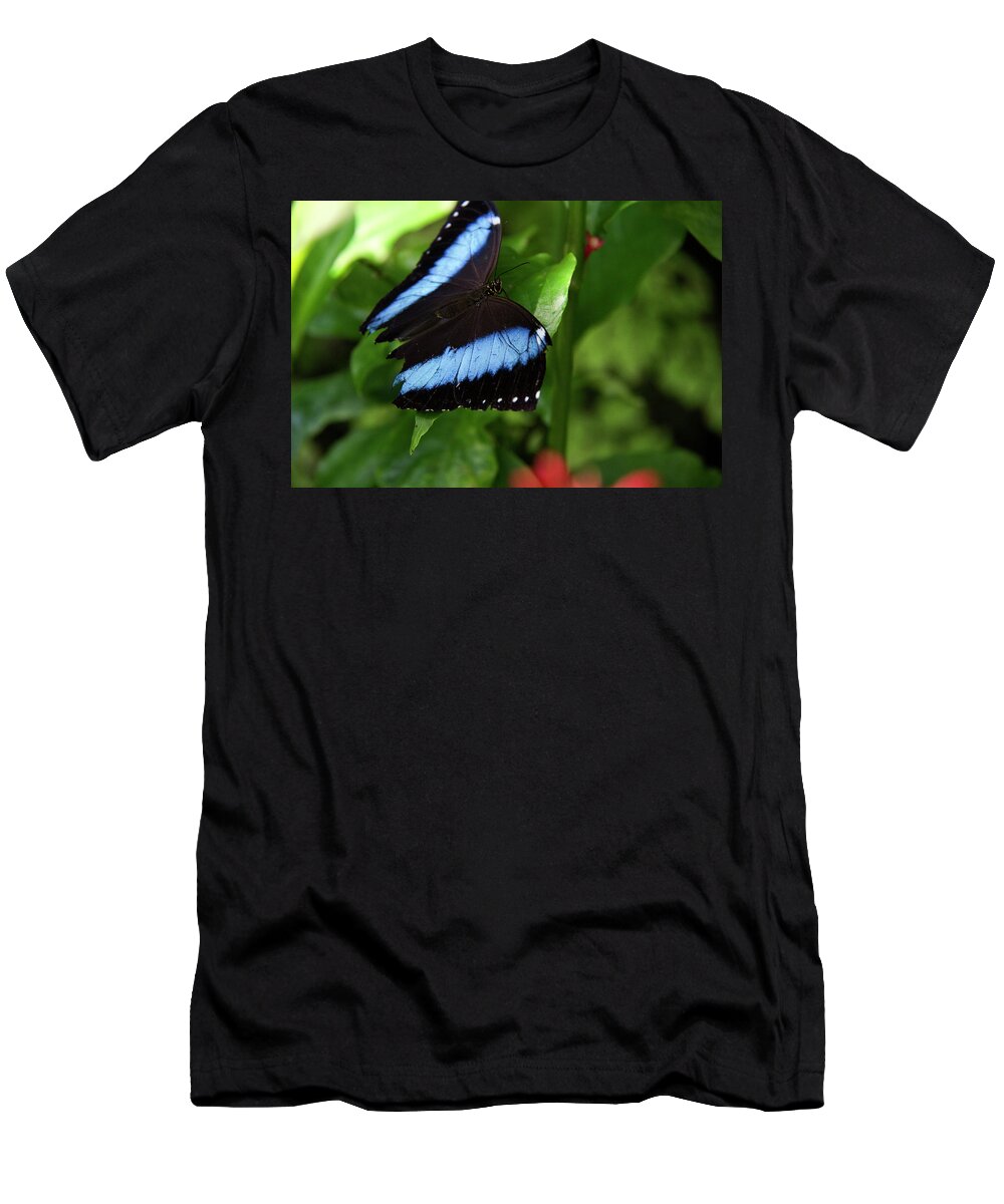 Butterfly T-Shirt featuring the photograph Butterfly - Banded Morpho #2 by Richard Krebs