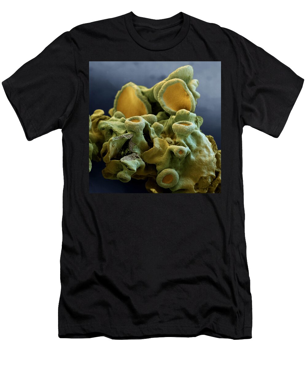 Algae T-Shirt featuring the photograph Common Orange Lichen #1 by Meckes/ottawa