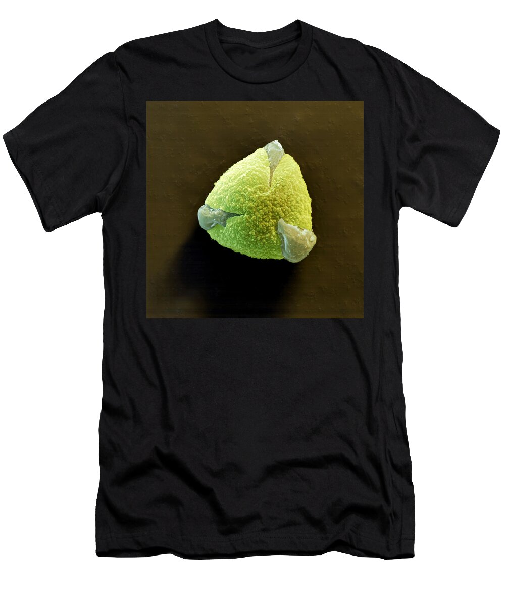 Allergen T-Shirt featuring the photograph Pedunculate Oak Pollen Quercus Robur L #1 by Meckes/ottawa