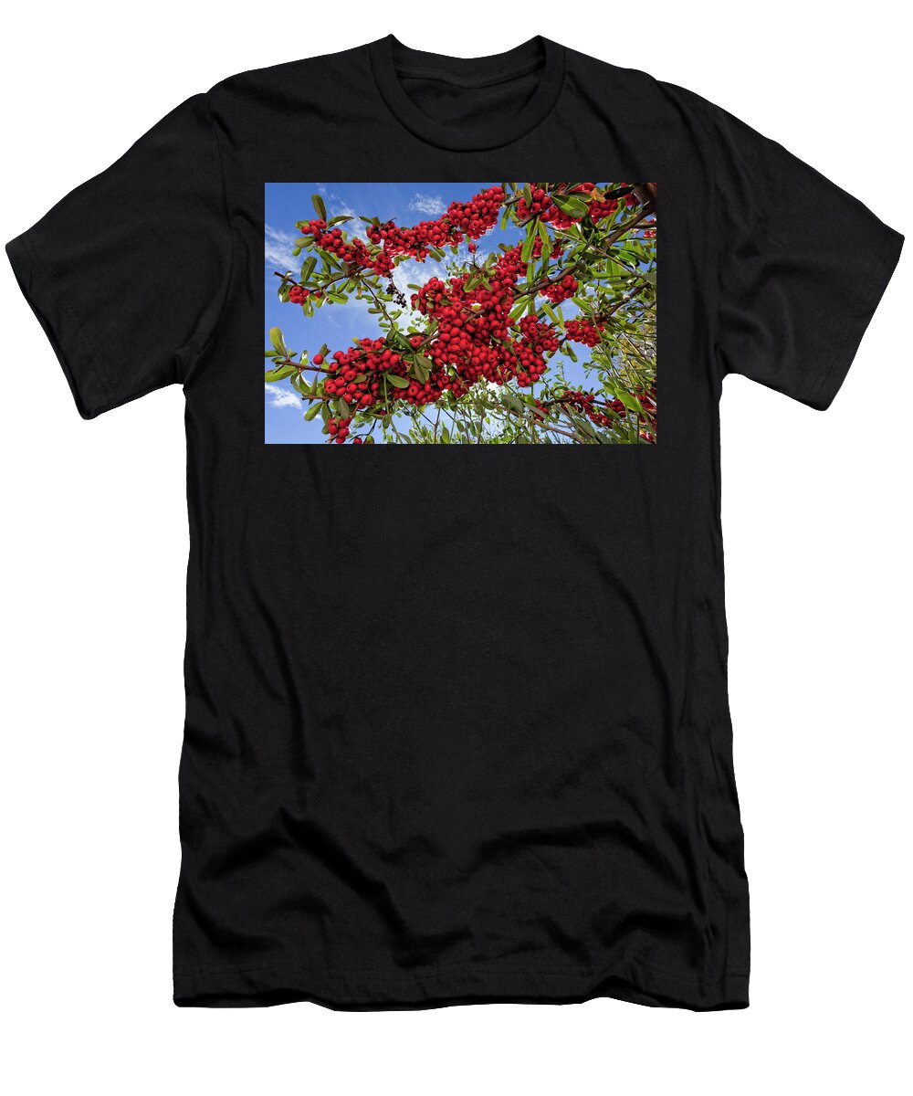 Berries T-Shirt featuring the photograph Pyracantha Berries #1 by Phil DEGGINGER