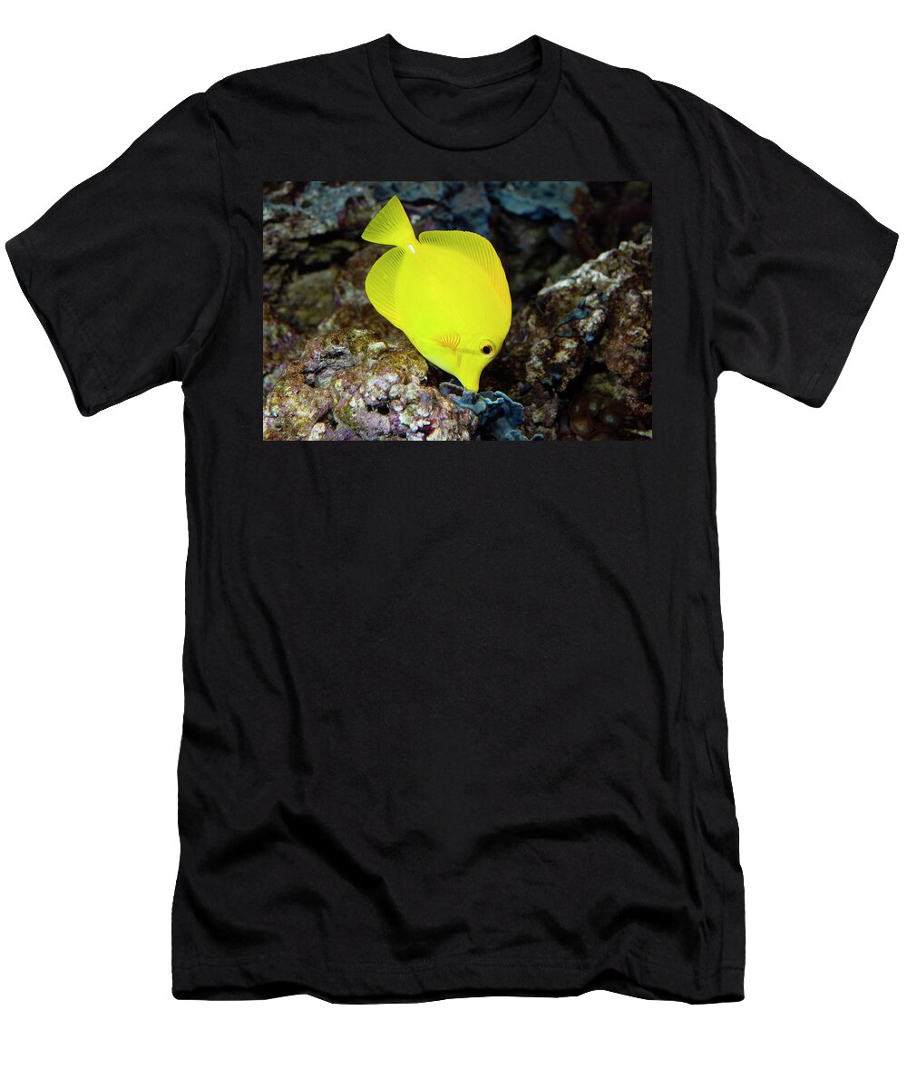 Ip_70514699 T-Shirt featuring the photograph Doctorfish In Coral Reef, Zebrasoma Flavescens, Pacific, Captive by Konrad Wothe