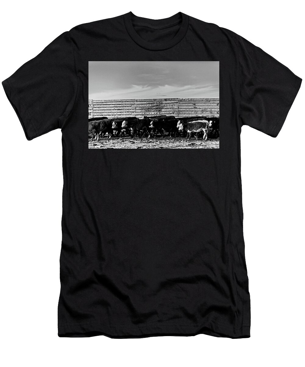Ranch T-Shirt featuring the photograph Heifers and more Heifers cows by Julieta Belmont