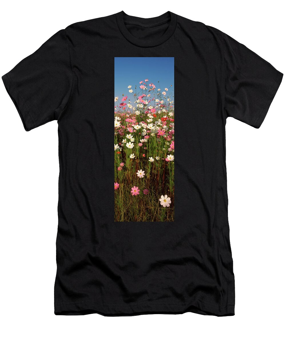 Photography T-Shirt featuring the photograph Mexican Asters Cosmos Bipinnatus by Panoramic Images