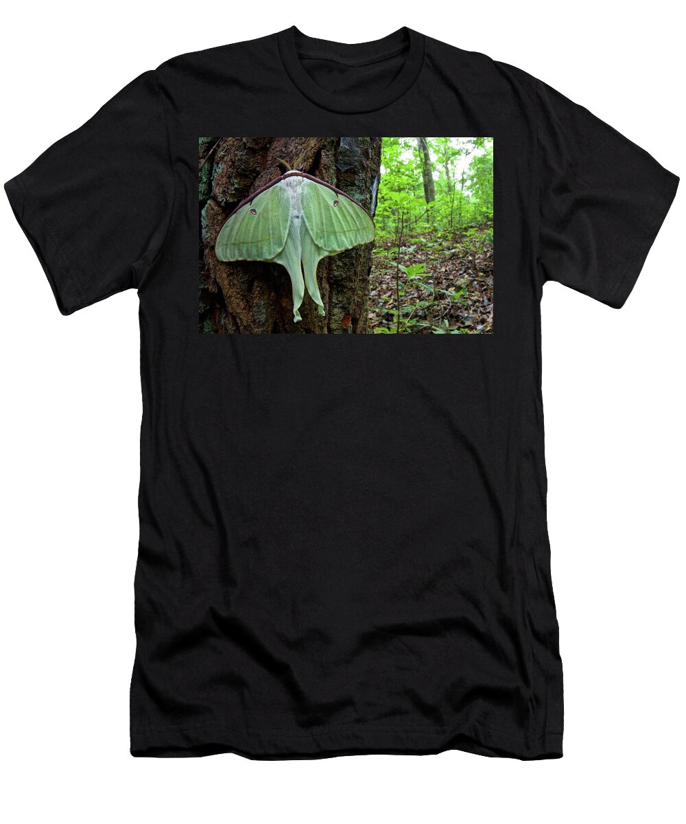 Disk1250 T-Shirt featuring the photograph Newly Emerged Luna Moth by James Christensen