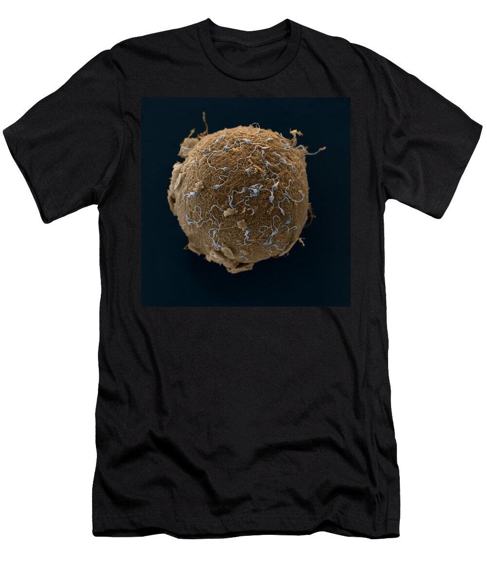 Cell T-Shirt featuring the photograph Ovum With Sperm by Oliver Meckes EYE OF SCIENCE