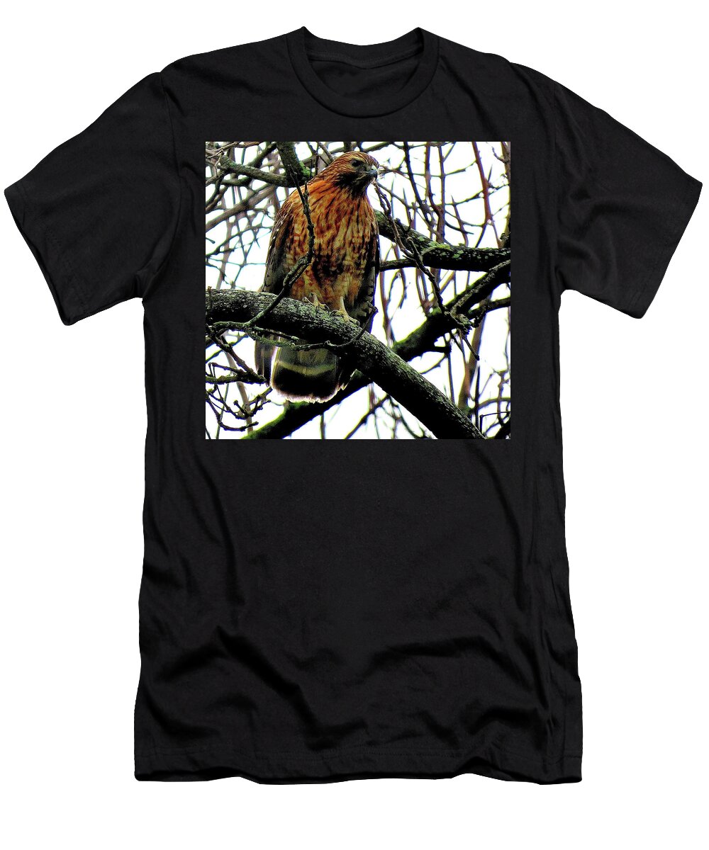 Red-shouldered Hawk T-Shirt featuring the photograph Red-Shouldered Hawk on the Lookout by Linda Stern