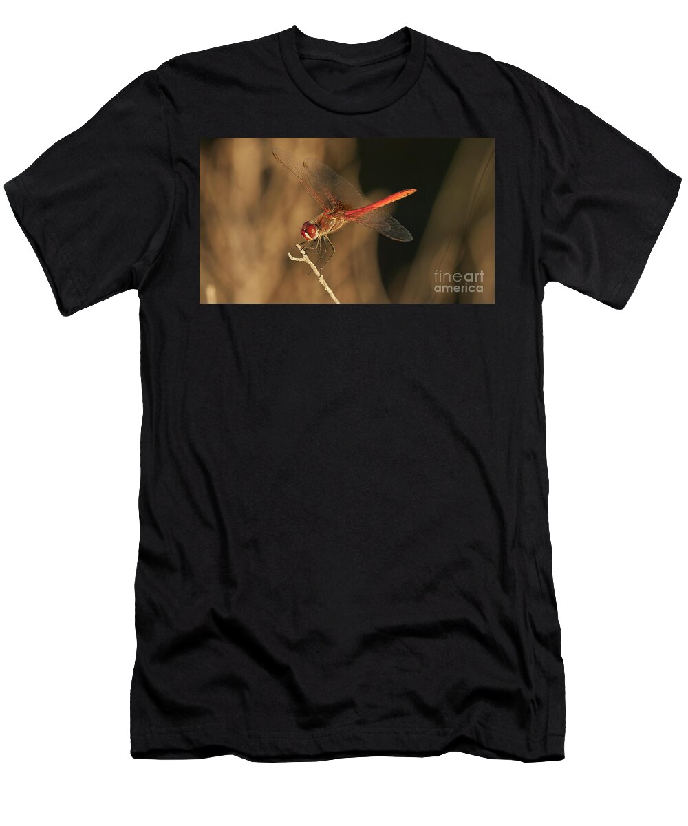 Striolatum T-Shirt featuring the photograph Red-veined darter Dragonfly by Pablo Avanzini