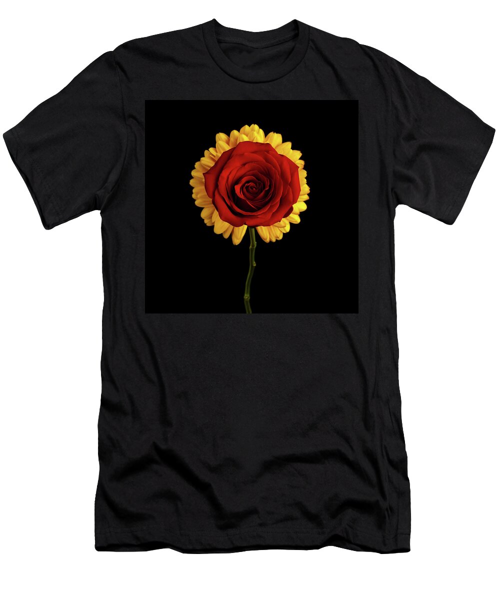 Rose T-Shirt featuring the photograph Rose on Yellow Flower Black background by Sergey Taran
