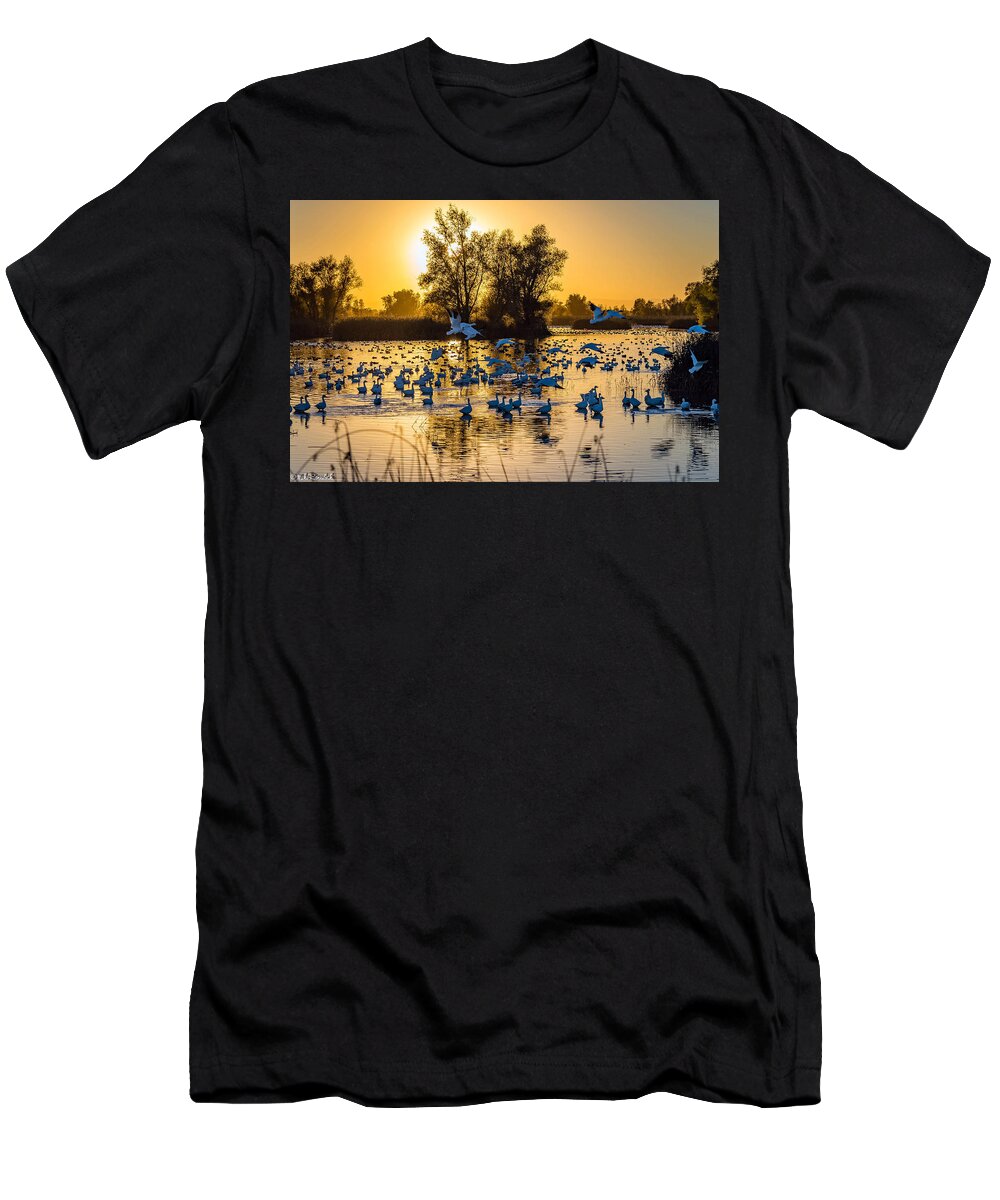 Gray Lodge Wildlife Area T-Shirt featuring the photograph Snow Geese by Mike Ronnebeck