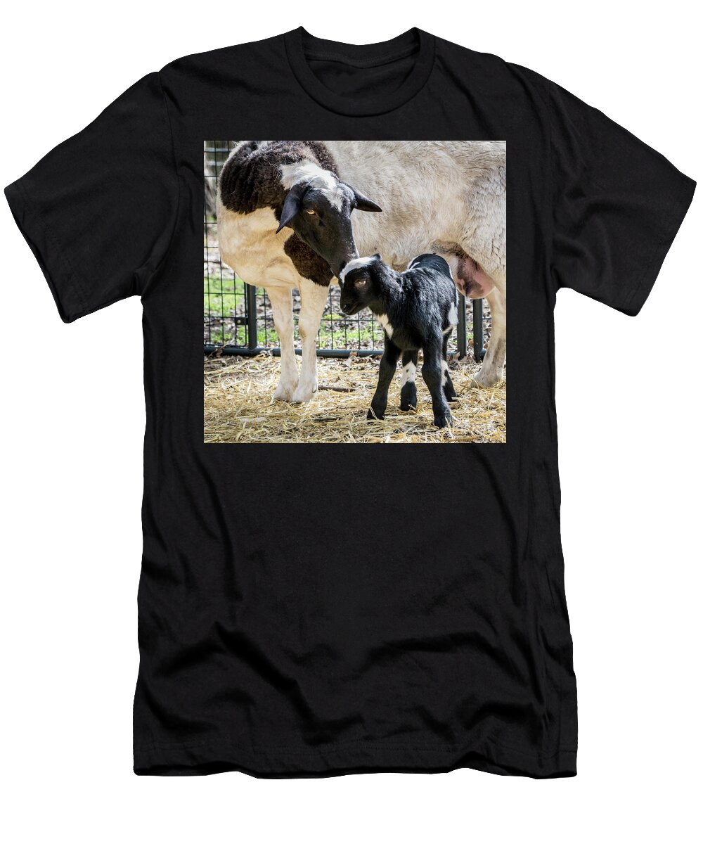 Sheep T-Shirt featuring the photograph Sweet Baba and Pepe by Cheryl McClure