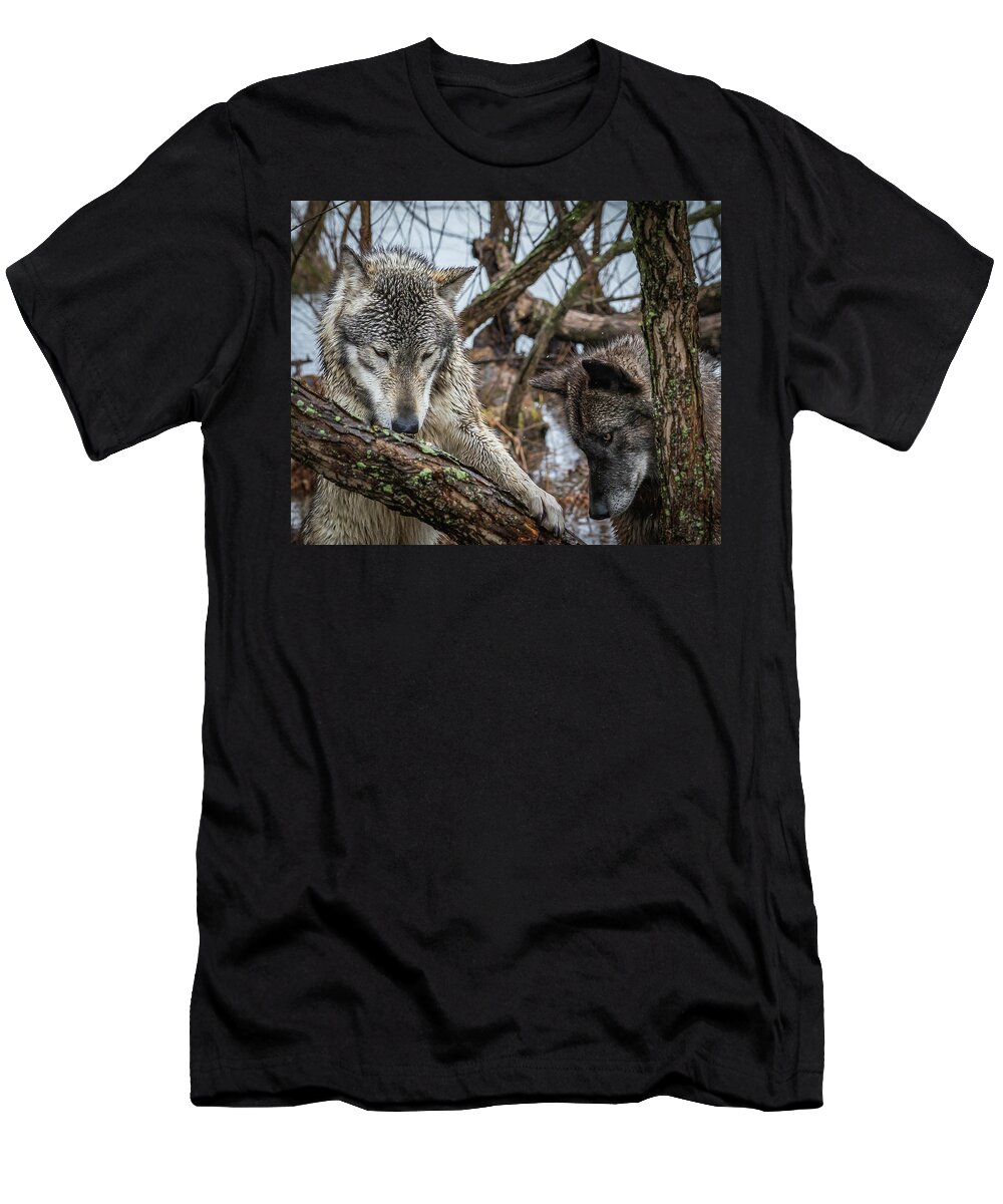 Black Wolf Wolves T-Shirt featuring the photograph Whatta Ya Got by Laura Hedien