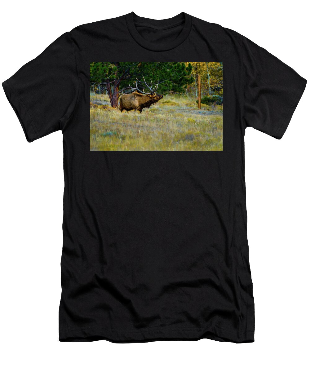 Aspens T-Shirt featuring the photograph Wisdom of the Wapiti by Johnny Boyd