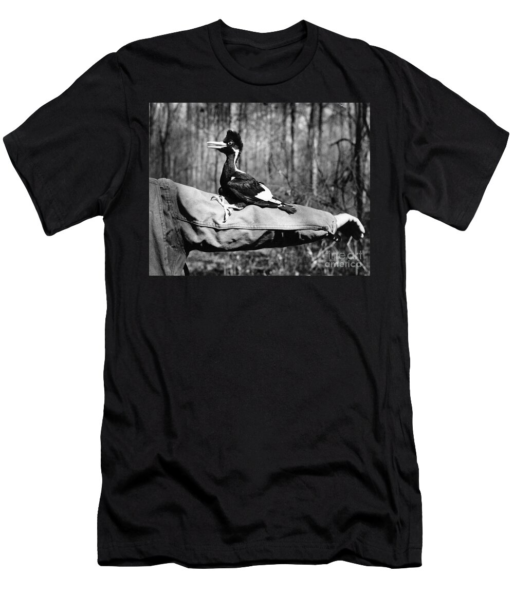 8v3737 T-Shirt featuring the photograph Ivory-Billed Woodpecker Nestling #1 by James T Tanner