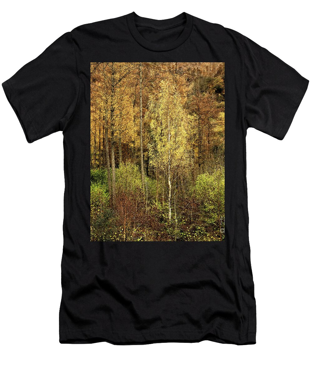 50 Shades Gold Golden Autumn Wonderland Fall Smart Uk Woodland Woods Forest Trees Foliage Leaves Beautiful Birch Crown Beauty Landscape Rich Colors Yellow Delightful Magnificent Mindfulness Serenity Inspirational Serene Tranquil Tranquillity Magic Charming Atmospheric Aesthetic Attractive Picturesque Scenery Glorious Impressionistic Impressive Pleasing Stimulating Magical Vivid Trunks Effective Green Bushes Delicate Gentle Joy Enjoyable Relaxing Pretty Uplifting Poetic Orange Red Fantastic Tale T-Shirt featuring the photograph Fifty Shades Of Gold by Tatiana Bogracheva