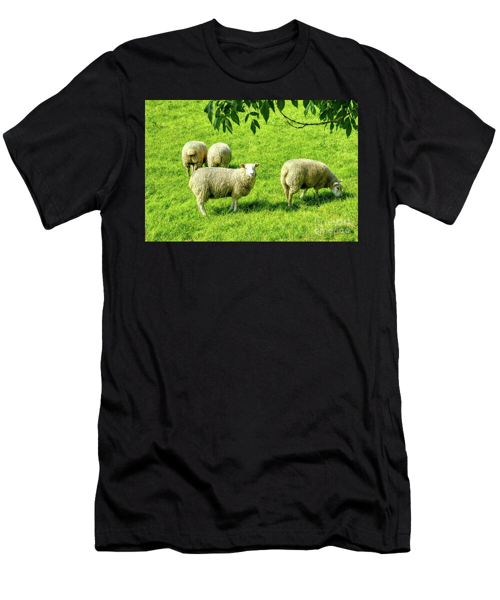 Sheep T-Shirt featuring the photograph A flock of sheep in a field in Heywood, Grt Manchester, England, UK by Pics By Tony