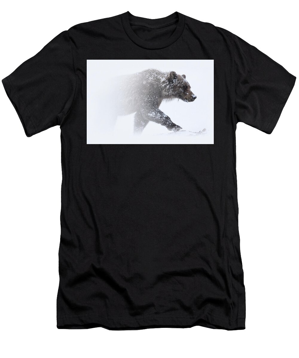 Snow T-Shirt featuring the photograph Alaska - grizzly bear in Denali national park by Olivier Parent