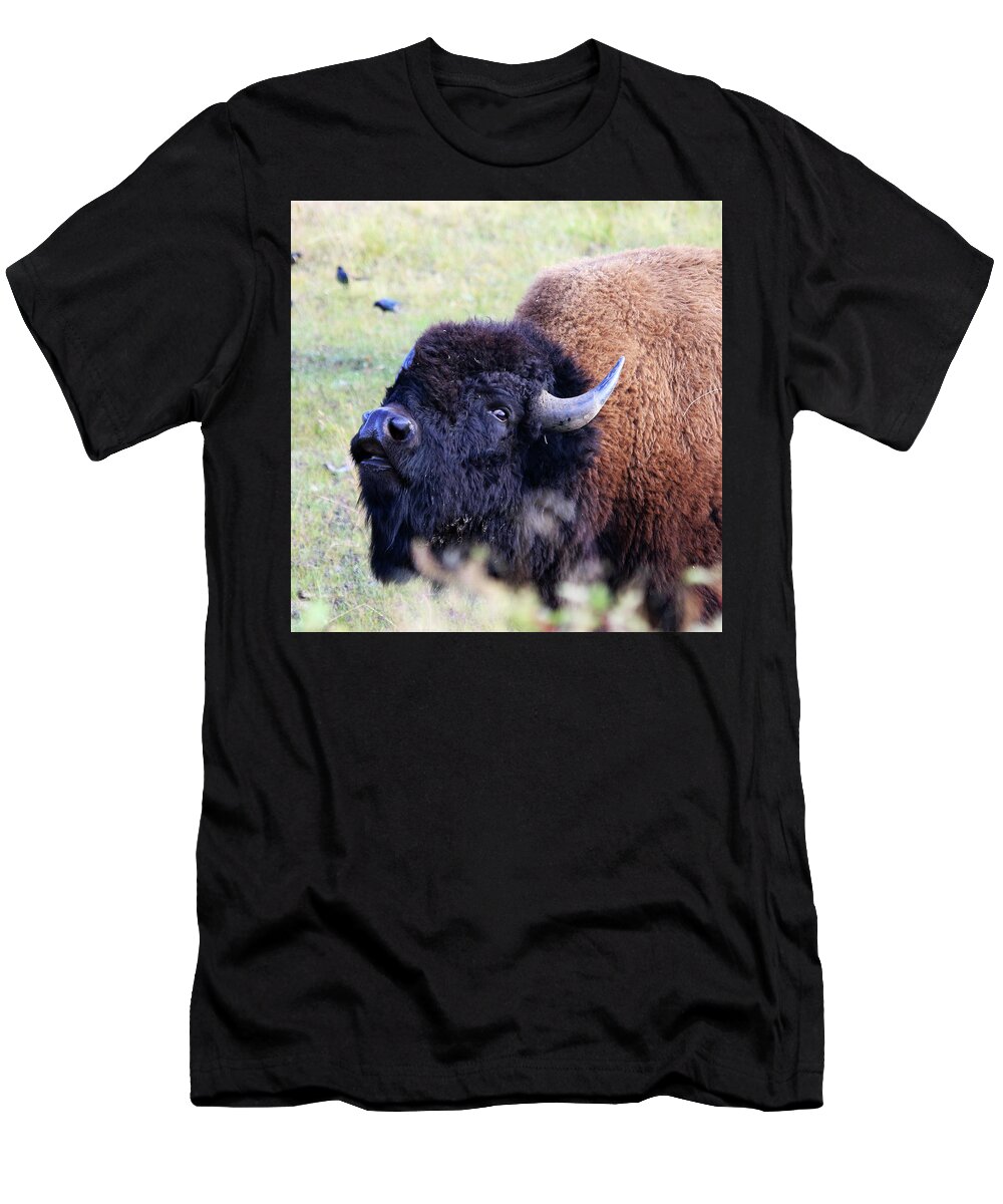 American Bison T-Shirt featuring the photograph American Bison by Shixing Wen