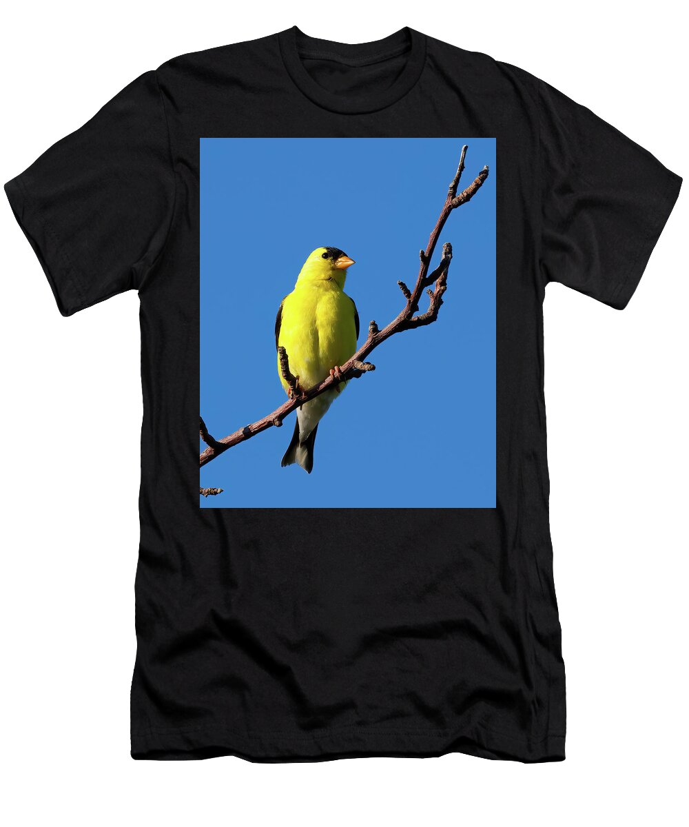 Bird T-Shirt featuring the photograph American Goldfinch, Cape Cod by Flinn Hackett
