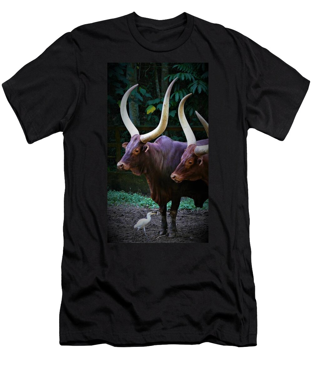 Ankole Cattle T-Shirt featuring the photograph Ankole Cattle by Robert Bociaga