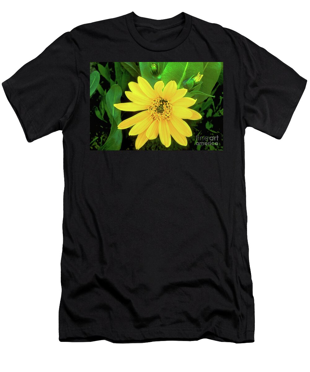 Dave Welling T-Shirt featuring the photograph Balsamroot Wildflower Balsamorhiza Sagitatta Wyoming by Dave Welling