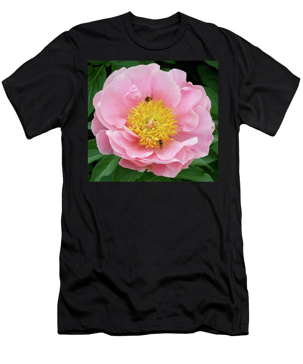 Peonies T-Shirt featuring the photograph Bees with Salmon Peony by Stephanie Weber