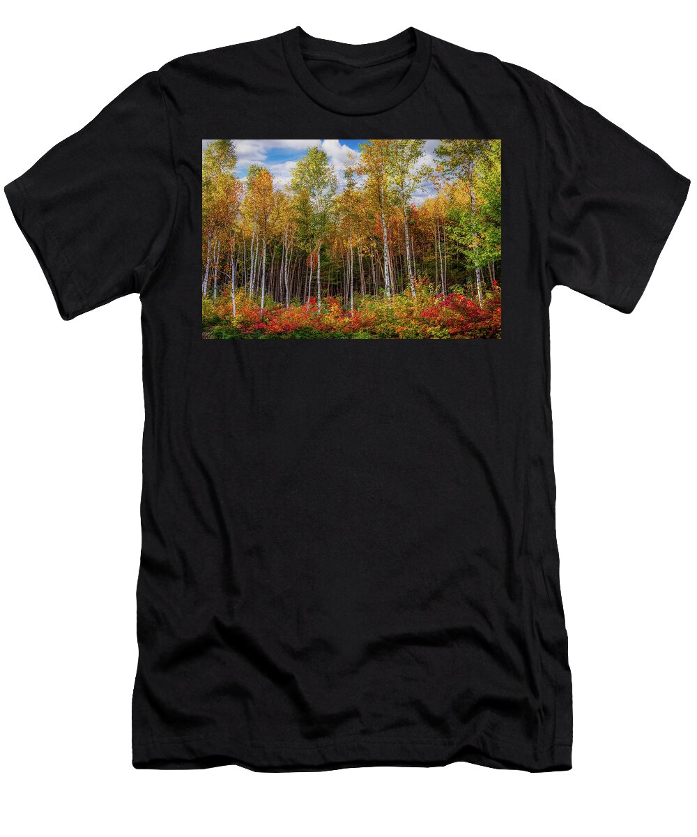 Maine Birch Trees T-Shirt featuring the photograph Birch trees turn to gold by Jeff Folger