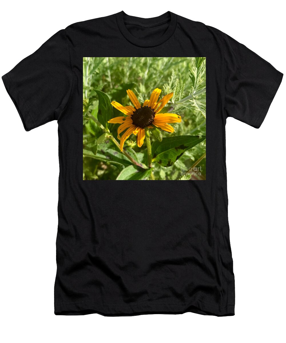 Black Eyed Susan T-Shirt featuring the photograph Black Eyed Susan by Aisha Isabelle