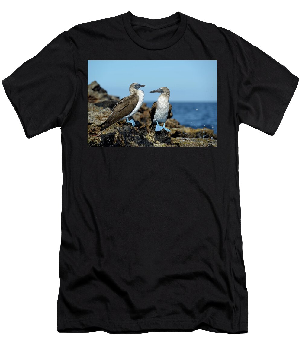 Republic Of Ecuador T-Shirt featuring the photograph Blue-footed Booby, Sula nebouxii, on rocks, Punta Moreno, Isabela Island, Galapagos Islands, Ecuador by Kevin Oke