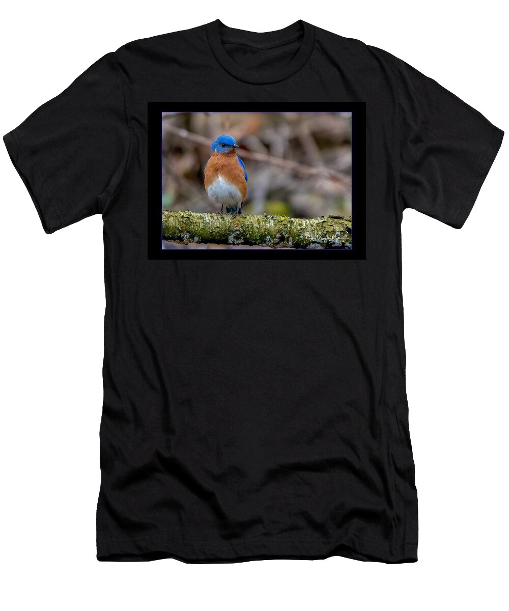 Bird T-Shirt featuring the photograph Chubby Bluebird by Regina Muscarella