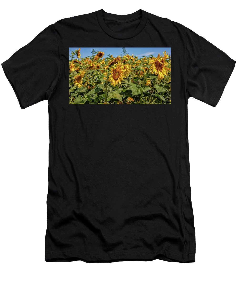 Sunflower T-Shirt featuring the photograph Field Of Sun by Rory Siegel