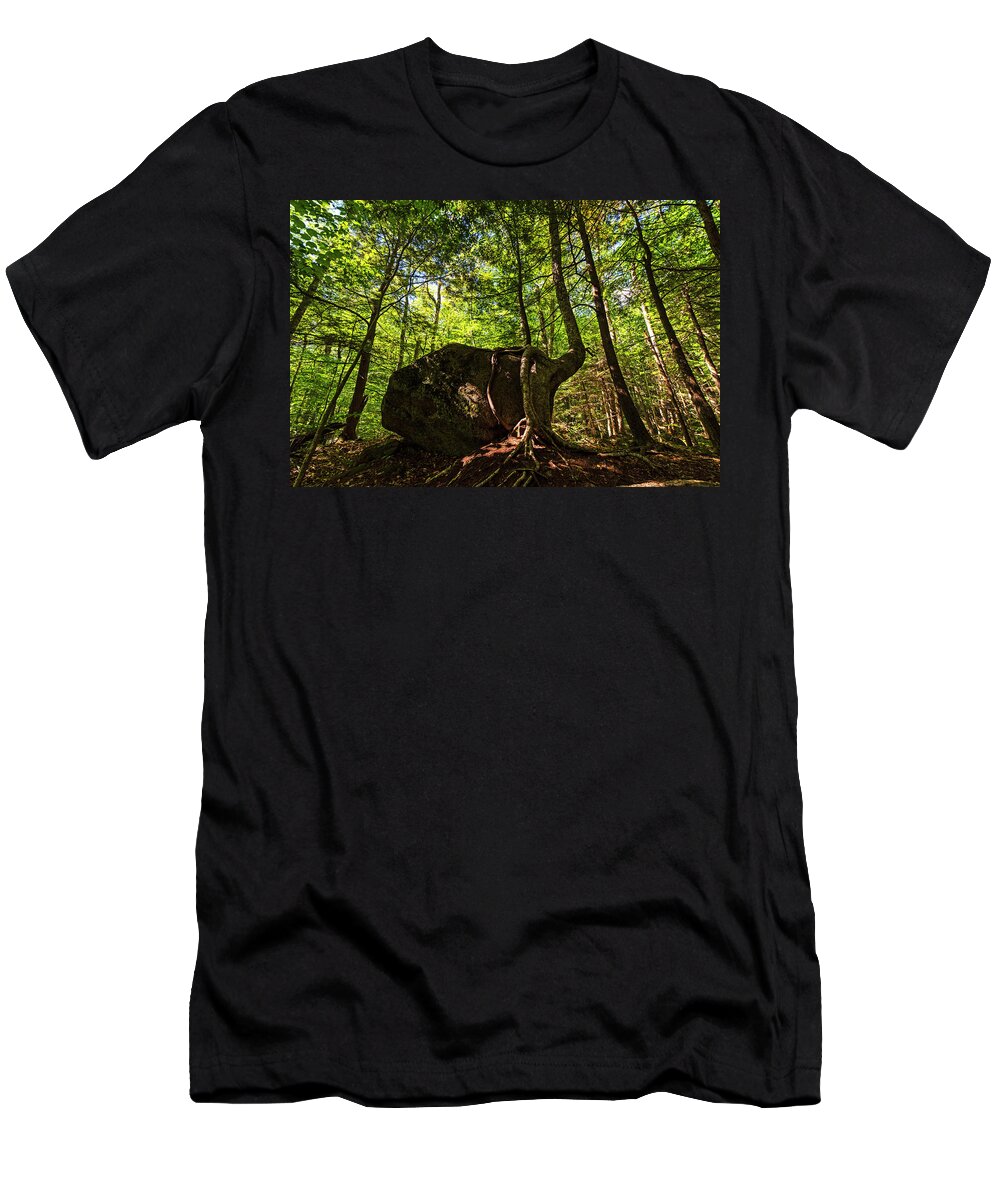 North T-Shirt featuring the photograph Flume Gorge Trees Roots Wrapped Around Rock North Conway New Hampshire NH by Toby McGuire