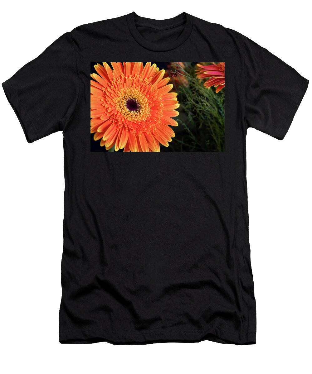 Gerbera Jamesonii T-Shirt featuring the photograph Fresh blooming Daisy flower  by Michalakis Ppalis
