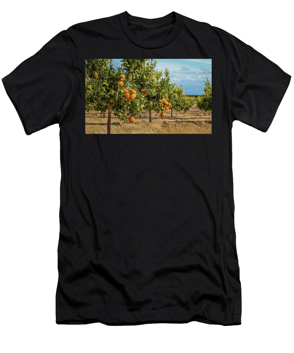  Fresno T-Shirt featuring the photograph Gold Nugget Mandarins In Fresno, California by Elvira Peretsman