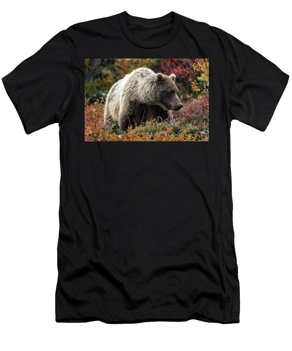Grizzly T-Shirt featuring the photograph Grizzly bear in Denali national park - Alaska by Olivier Parent
