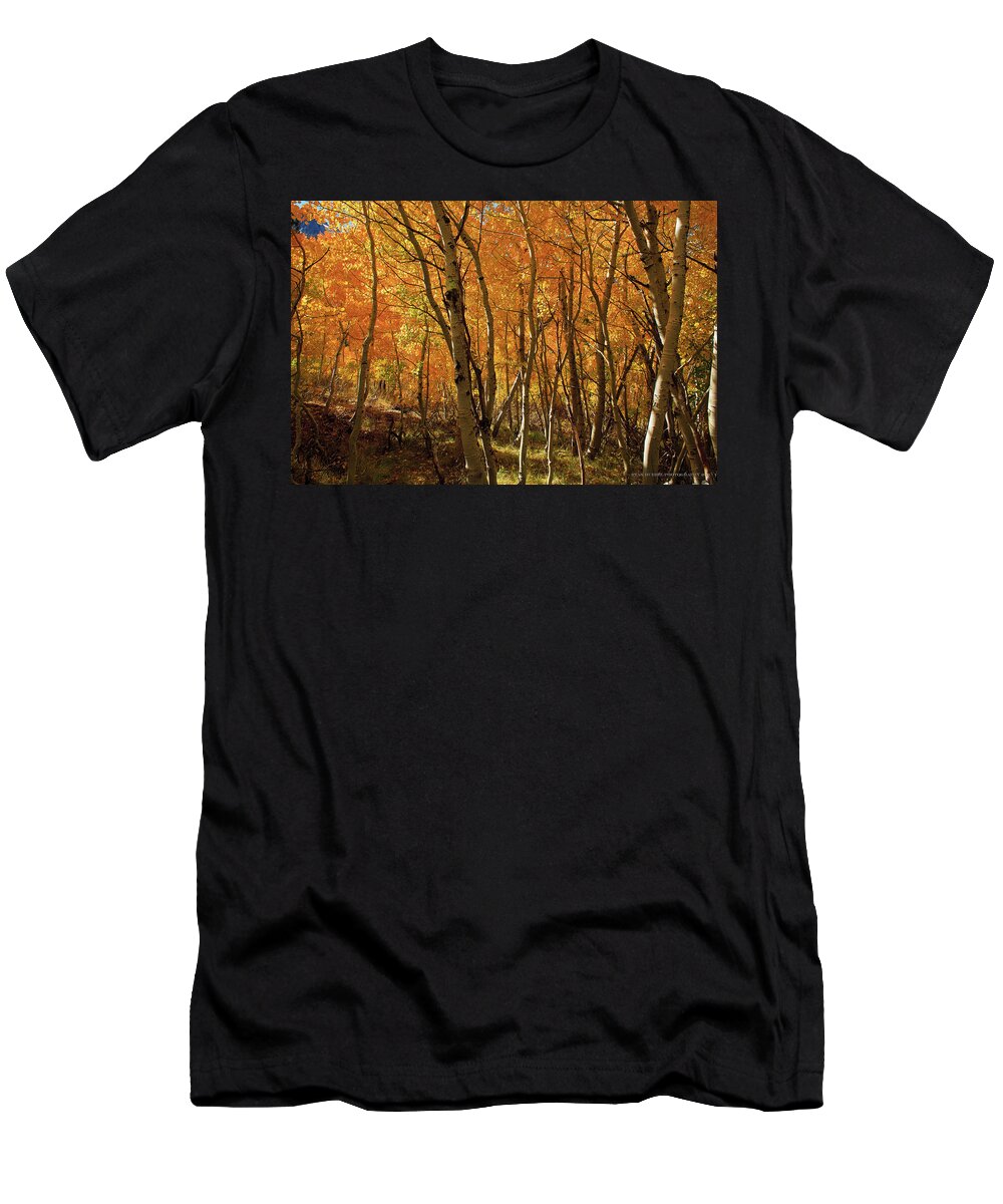Aspens T-Shirt featuring the photograph If Gold Grew on Trees by Ryan Huebel