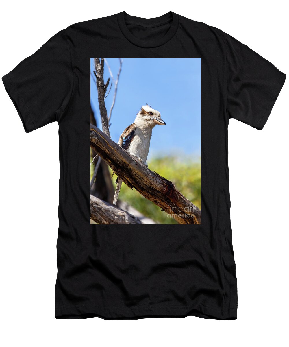 Laughing Kookaburra T-Shirt featuring the photograph Laughing kookaburra, Dacelo novaeguineae, a territorial tree kingfisher native to Australia. This adult bird in perched in a tree in Frecinet National Park, Tasmania. by Jane Rix