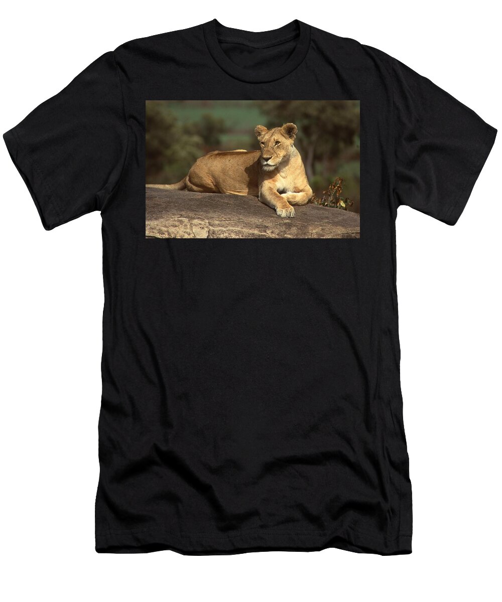 Africa T-Shirt featuring the photograph Lioness Sunning Herself by Russel Considine