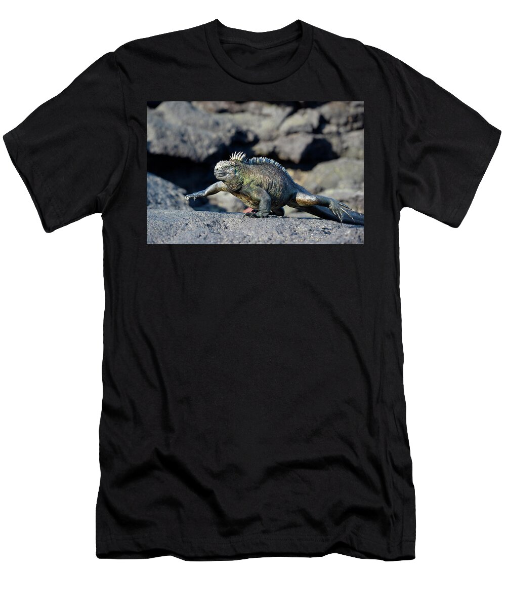 Republic Of Ecuador T-Shirt featuring the photograph Marine Iguana, Amblyrhynchus cristatus, walking, Punta Espinosa, Fernandina Island, Galapagos Islands, Ecuador by Kevin Oke
