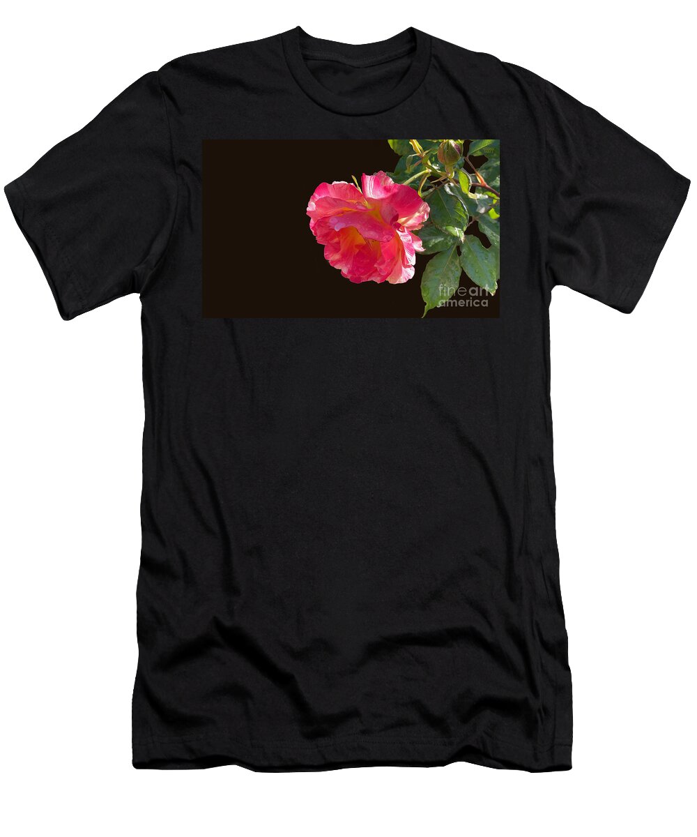 Roses T-Shirt featuring the photograph Pink Disney Rose out of black by Brian Watt