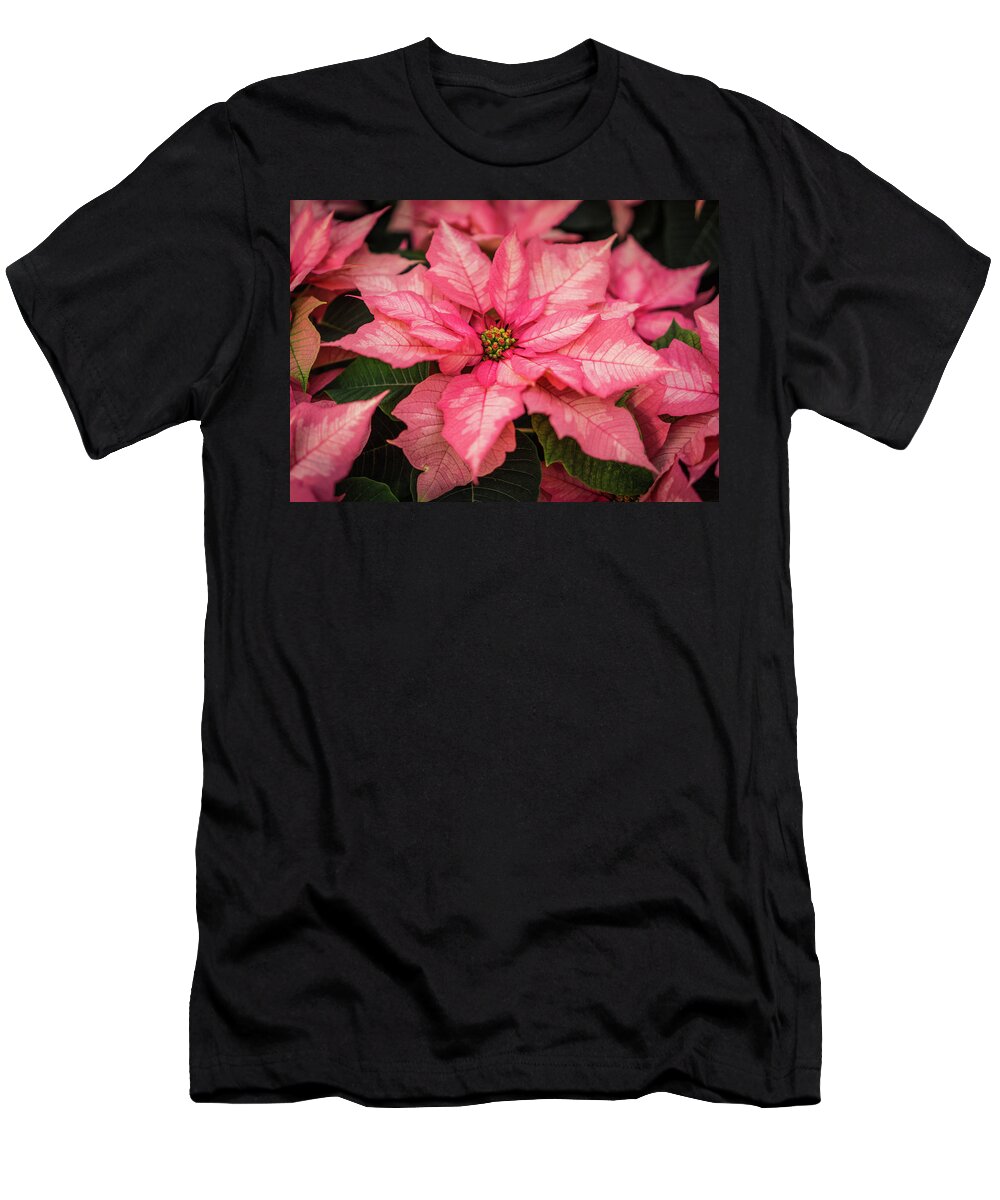 Poinsettia T-Shirt featuring the photograph Pink Poinsettia Closeup by Ann Moore