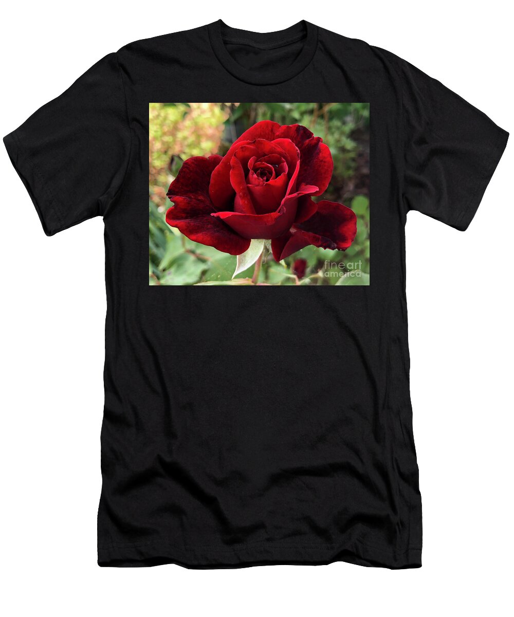 Plant T-Shirt featuring the photograph Red Don Juan Rose in Clayton North Carolina by Catherine Ludwig Donleycott