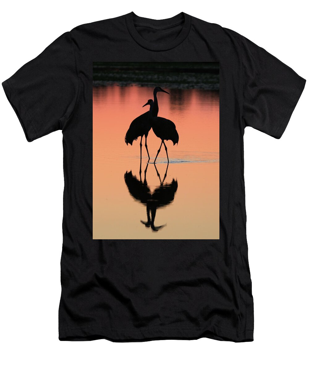 Sandhill Crane; Crane; Sunset; Bird; Michigan T-Shirt featuring the photograph Sandhill Crane couple in sunset by Shixing Wen