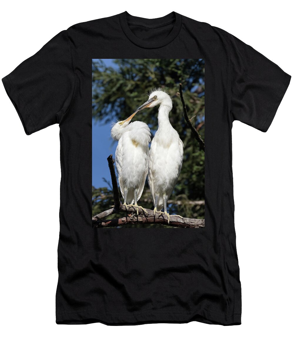 Snowy Egret T-Shirt featuring the photograph Silly Baby Egret Chicks by Kathleen Bishop
