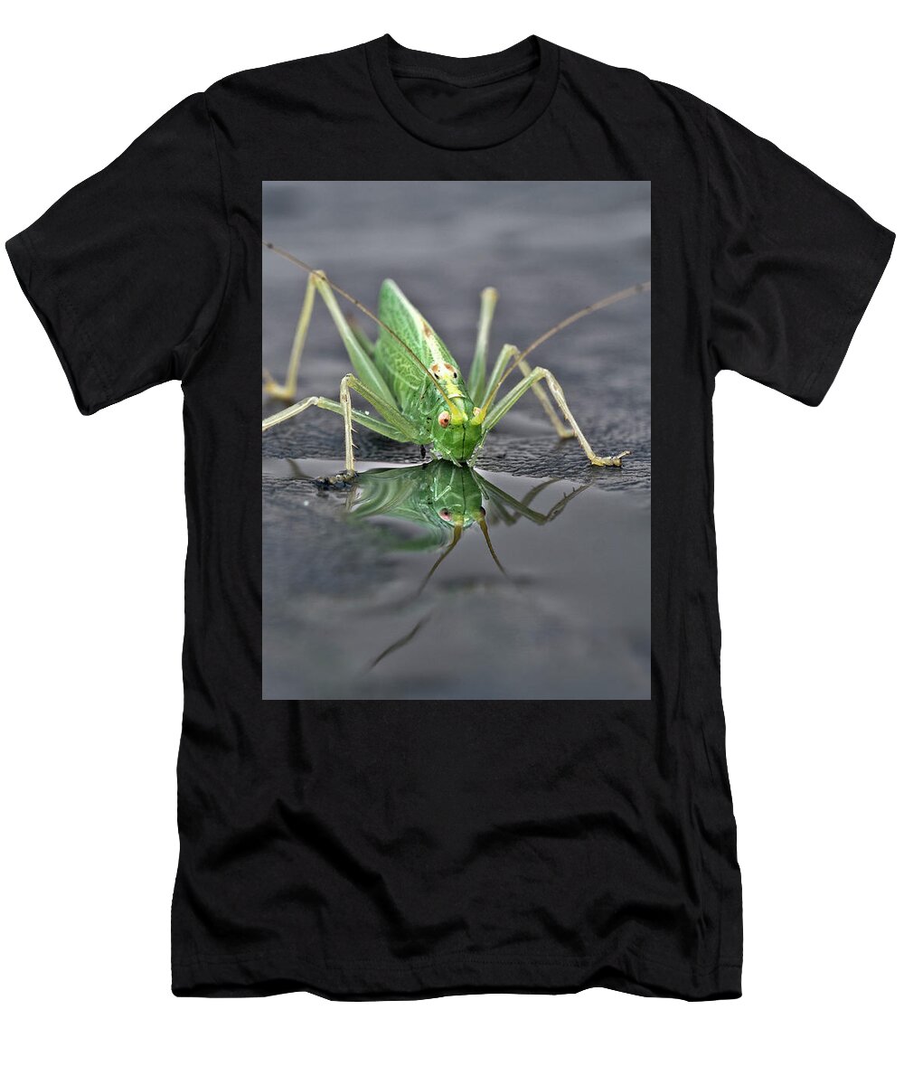 Sip Mirror Reflection Beautiful Green Eyes Cricket Drinking Water Insect Six Legs Unique Bizarre Close Up Macro Natural History Looking Humor Funny Single One Life-style Portrait Whiskers Delicate Vivid Color Beauty Alone Posing Elegant Handsome Figure Character Expressive Charming Singular Stylish Solo Fantastic Solitary Lonesome Loner Pretty Delightful Serenity Enjoying Joy Stimulating Mysterious Surreal Creative Fantasy Weird Imaginary Aesthetic Eccentric Grotesque Peculiar Face Puddle Nice T-Shirt featuring the photograph Sip Of Water - Am I Beautiful? by Tatiana Bogracheva