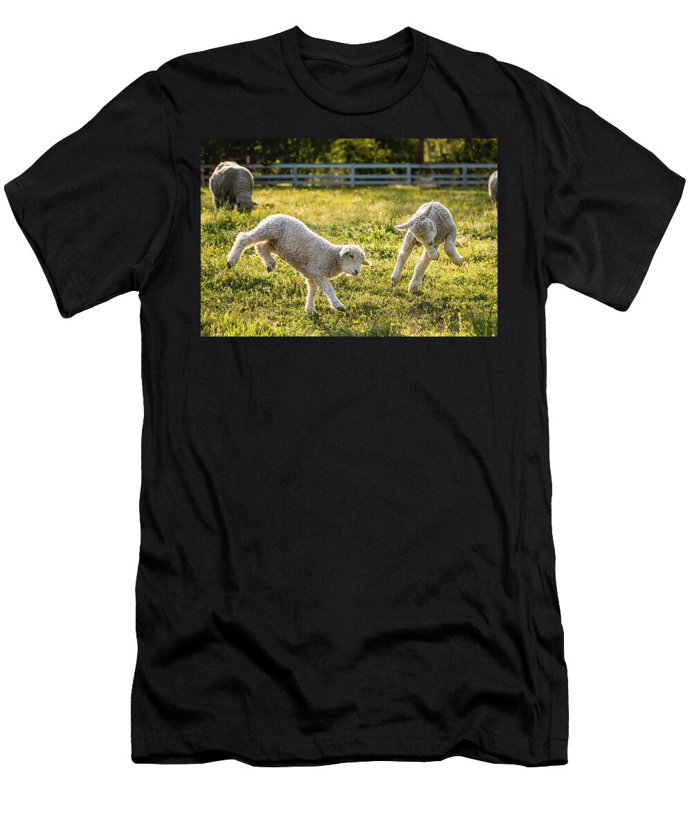 Sheep T-Shirt featuring the photograph Springing Lambs by Lara Morrison