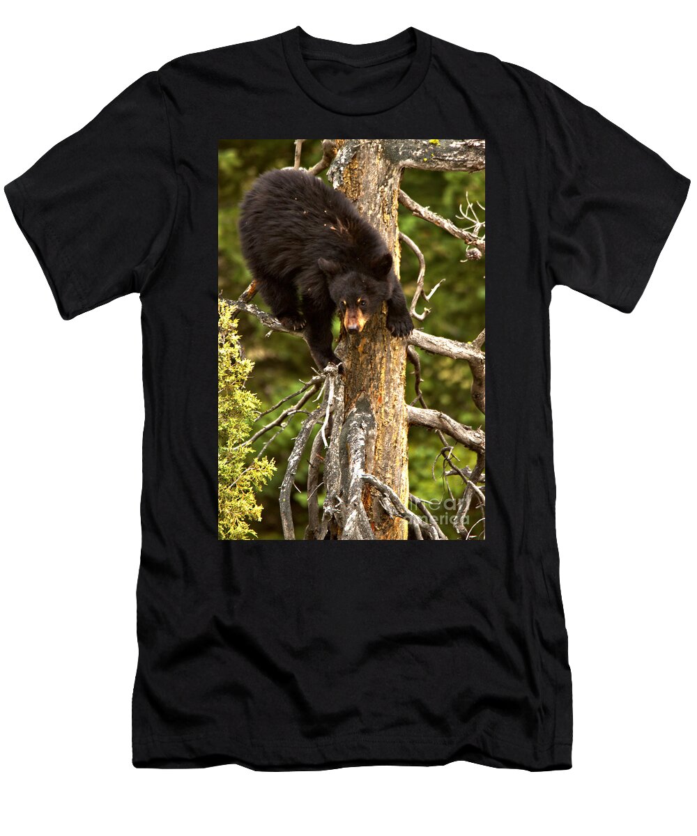 Black Bears T-Shirt featuring the photograph Starting The Climb Down by Adam Jewell