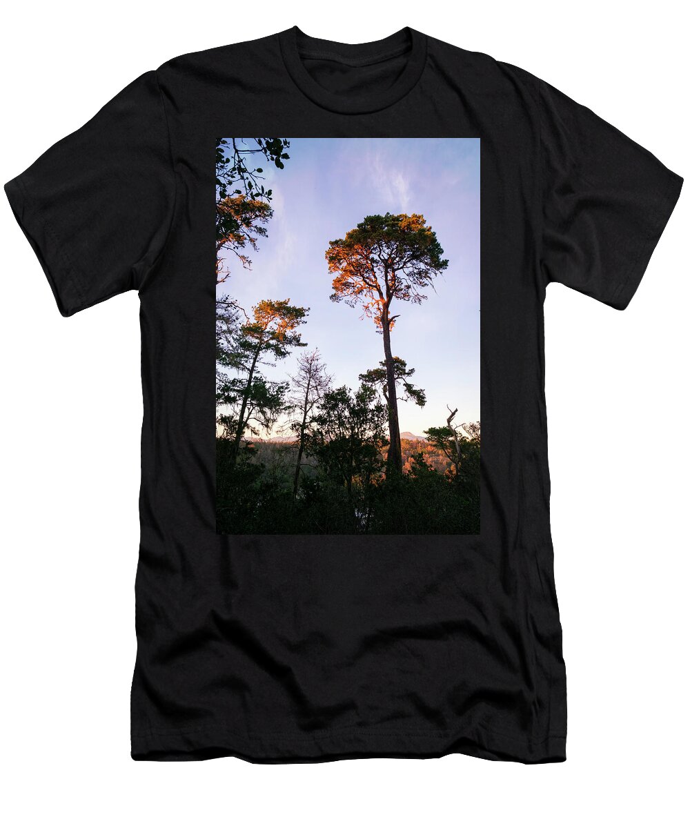 California T-Shirt featuring the photograph Tall Tree in Cambria California by Mary Lee Dereske