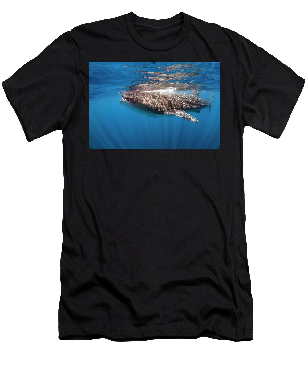 Holbox T-Shirt featuring the photograph whale shark - Rhincodon typus by Olivier Parent